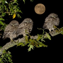 Sfondi Owl under big Moon 208x208