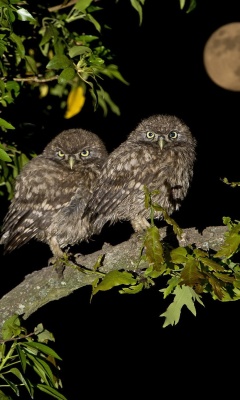 Owl under big Moon wallpaper 240x400