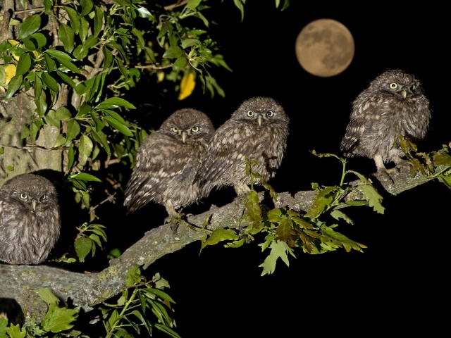 Owl under big Moon wallpaper 640x480