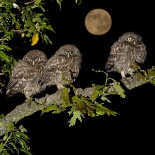 Owl under big Moon sfondi gratuiti per 128x128