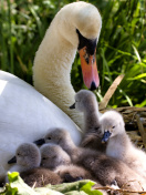 Fondo de pantalla Swans and geese 132x176