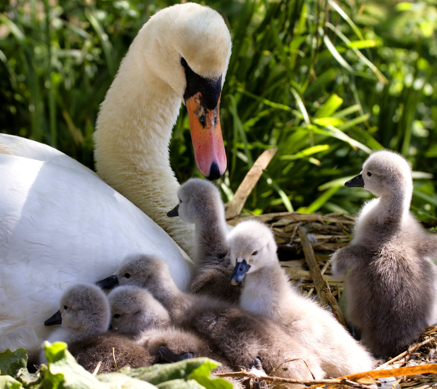 Fondo de pantalla Swans and geese 1440x1280