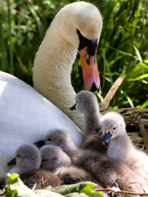 Swans and geese wallpaper 480x640