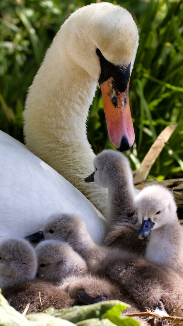 Обои Swans and geese 640x1136