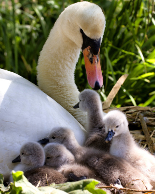 Swans and geese sfondi gratuiti per iPhone 4S