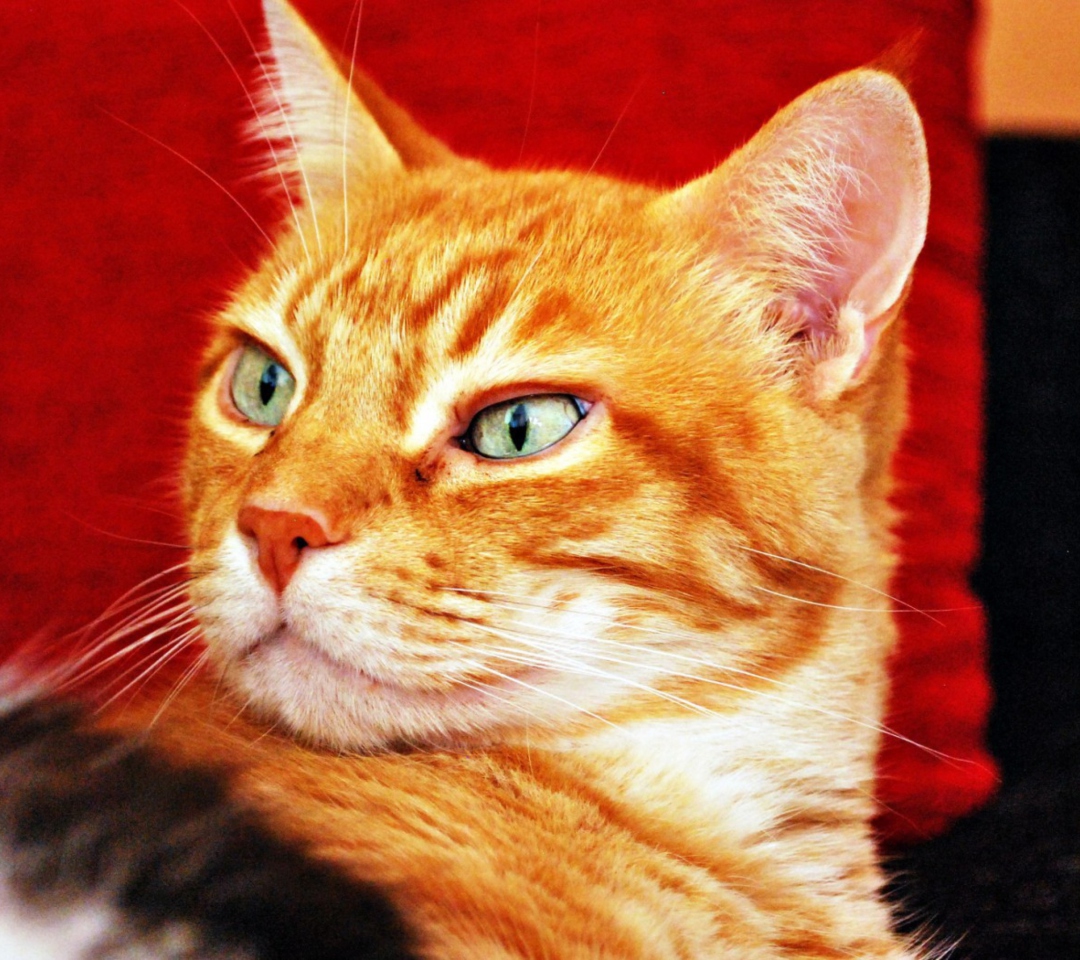 Fondo de pantalla Ginger Cat 1080x960
