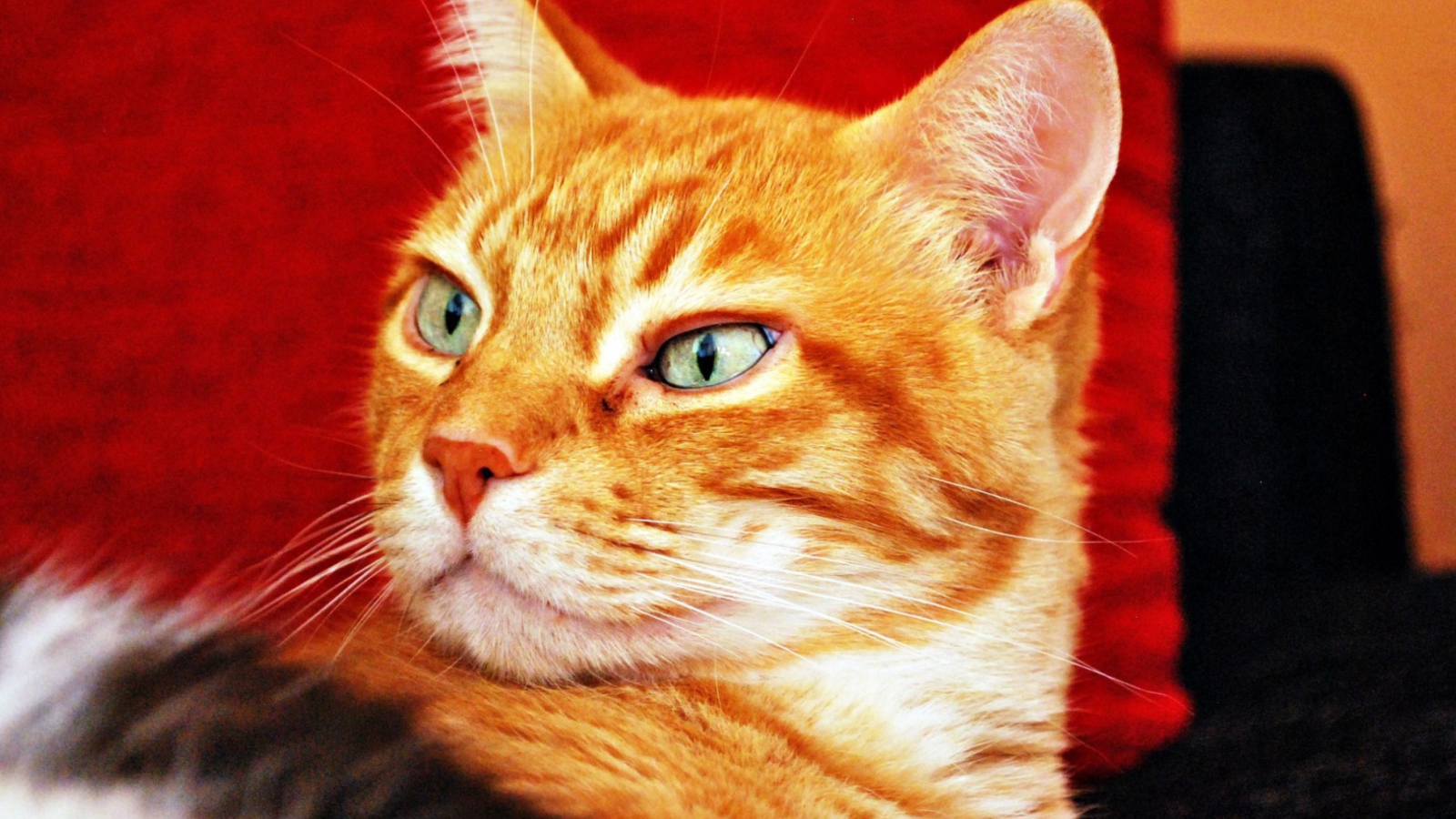 Ginger Cat wallpaper 1600x900