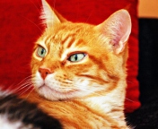 Fondo de pantalla Ginger Cat 176x144