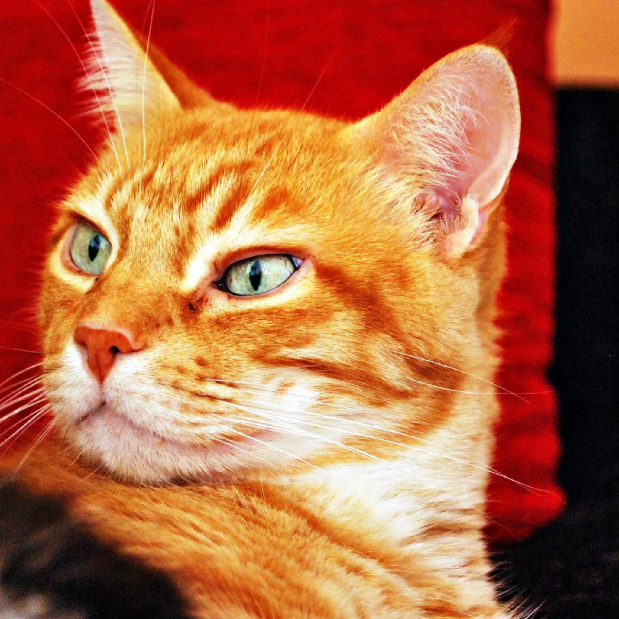 Sfondi Ginger Cat 2048x2048