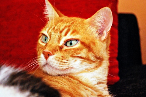 Fondo de pantalla Ginger Cat 480x320
