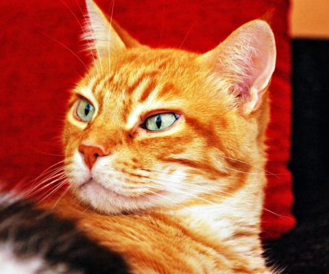 Fondo de pantalla Ginger Cat 480x400