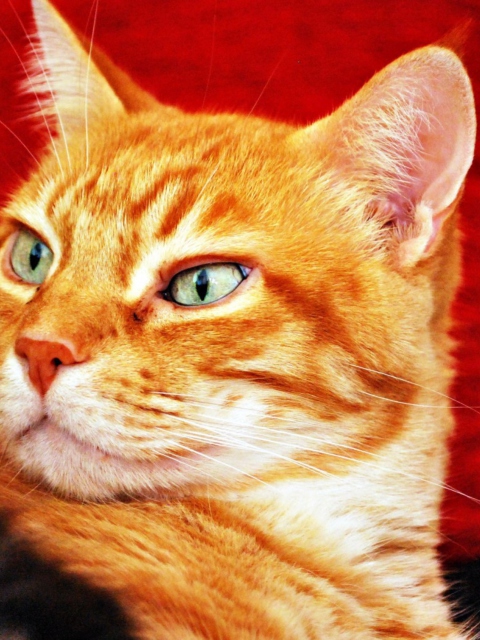 Sfondi Ginger Cat 480x640