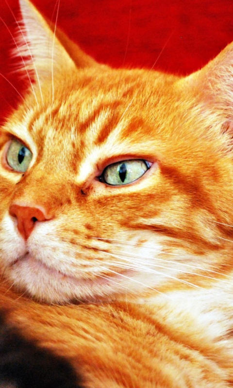 Fondo de pantalla Ginger Cat 480x800