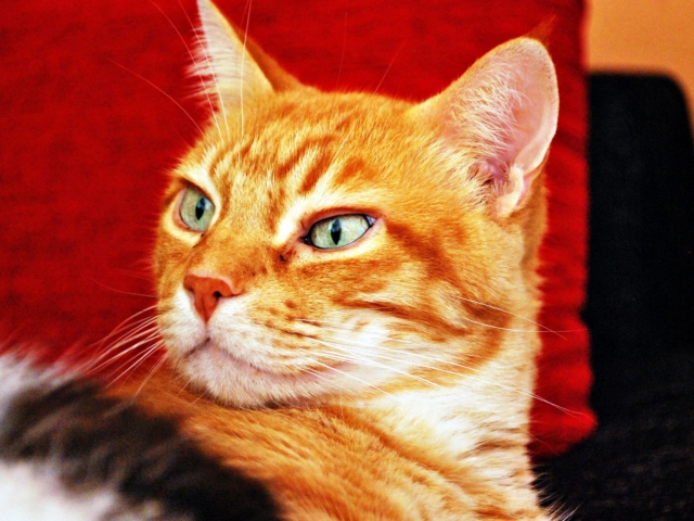 Обои Ginger Cat 640x480