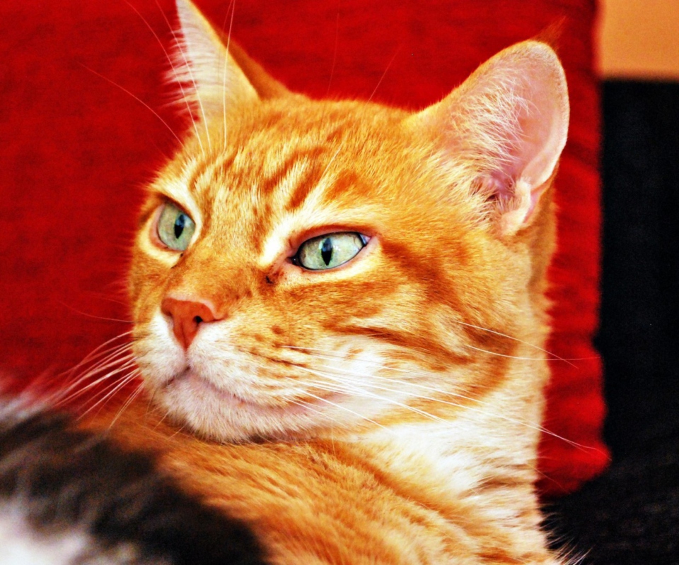 Fondo de pantalla Ginger Cat 960x800