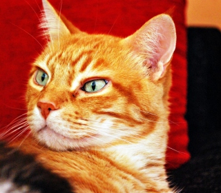 Ginger Cat sfondi gratuiti per iPad mini