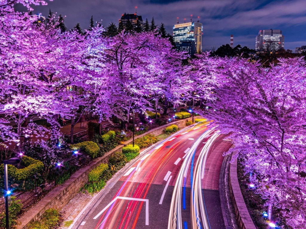 Обои Purple sakura in Japan 1024x768