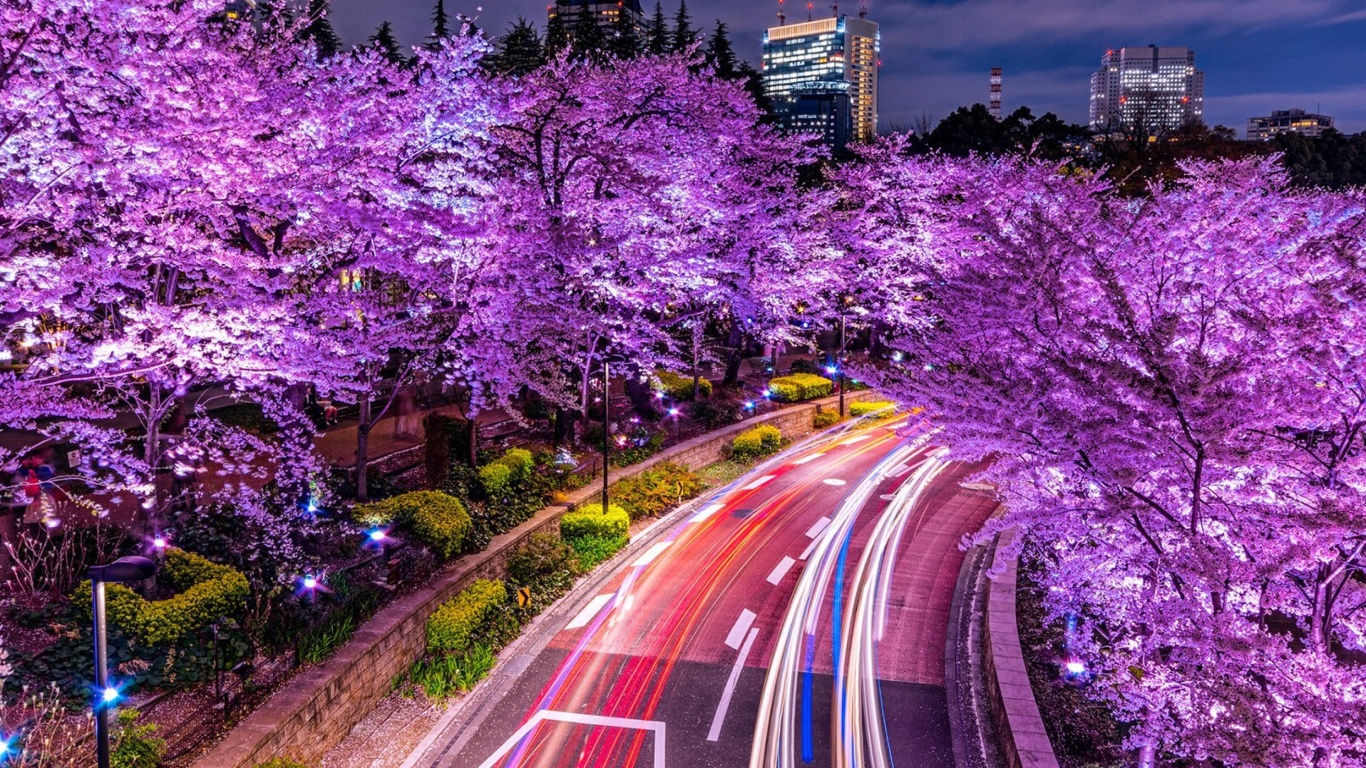 Das Purple sakura in Japan Wallpaper 1366x768