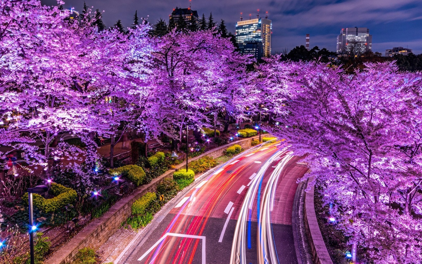 Purple sakura in Japan wallpaper 1440x900