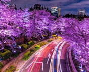 Purple sakura in Japan screenshot #1 176x144