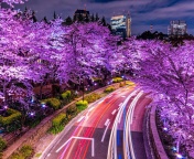 Das Purple sakura in Japan Wallpaper 176x144