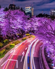 Обои Purple sakura in Japan 176x220