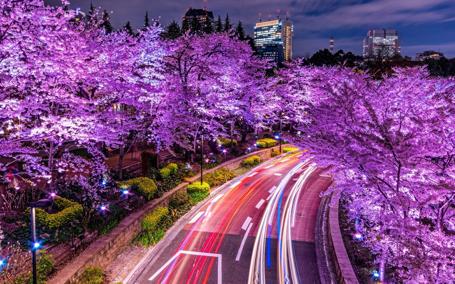 Purple sakura in Japan wallpaper 1920x1200