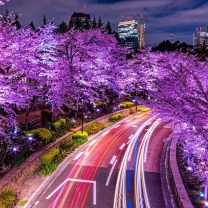 Das Purple sakura in Japan Wallpaper 208x208