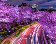 Das Purple sakura in Japan Wallpaper 220x176