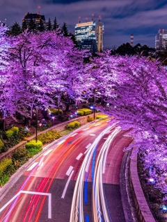 Fondo de pantalla Purple sakura in Japan 240x320