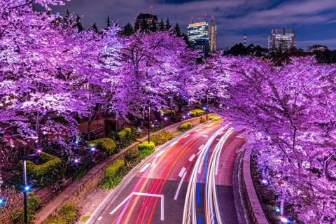 Purple sakura in Japan wallpaper 480x320