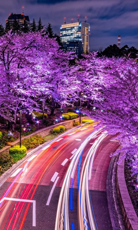 Обои Purple sakura in Japan 480x800