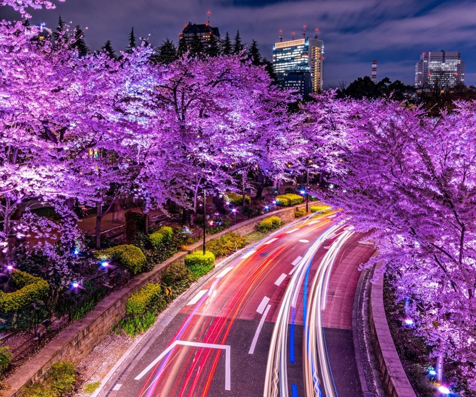 Purple sakura in Japan wallpaper 960x800