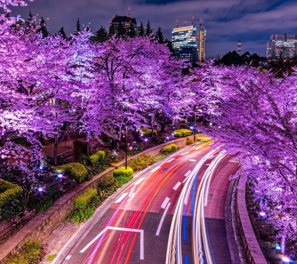 Das Purple sakura in Japan Wallpaper 960x854