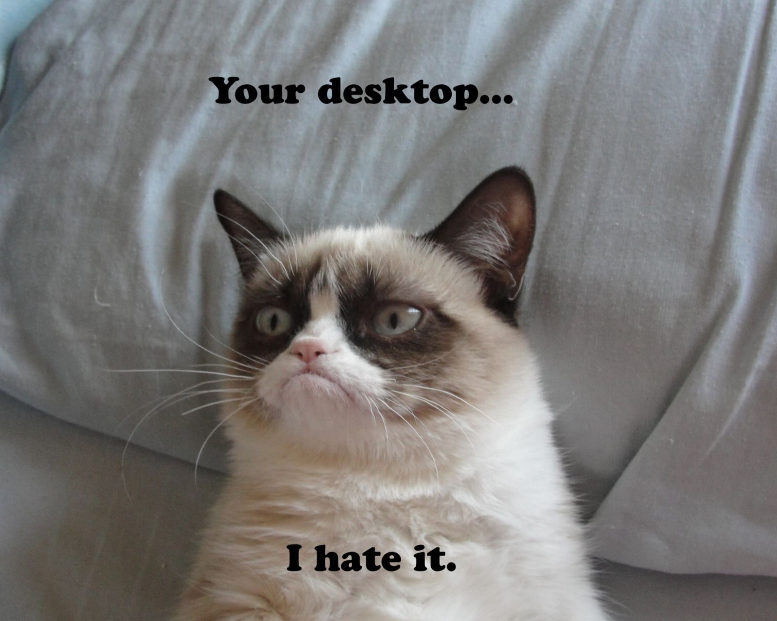 Screenshot №1 pro téma Grumpy Cat 1600x1280