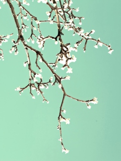 Beginning Of Spring screenshot #1 240x320