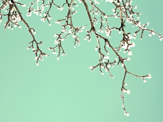 Beginning Of Spring screenshot #1 320x240