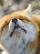 Das Fox Nose Wallpaper 132x176