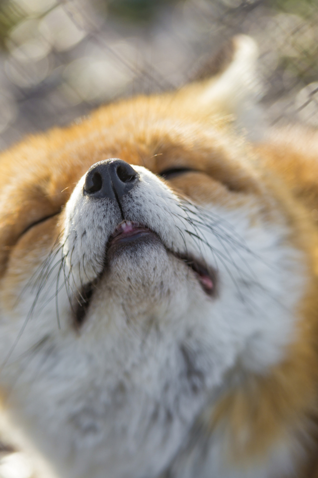 Das Fox Nose Wallpaper 640x960