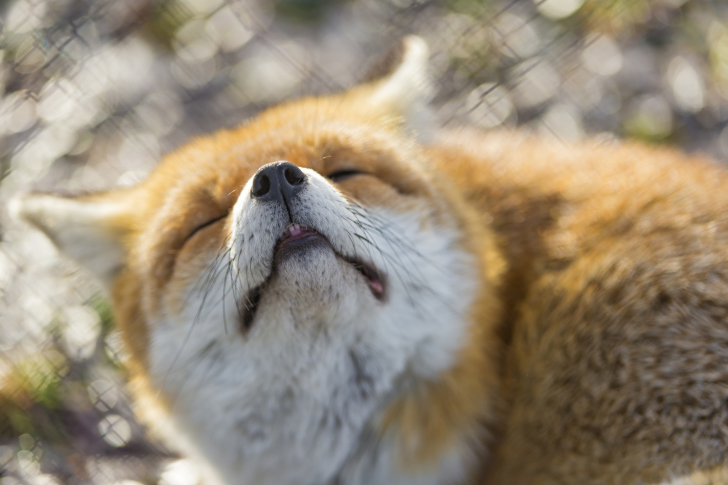 Sfondi Fox Nose