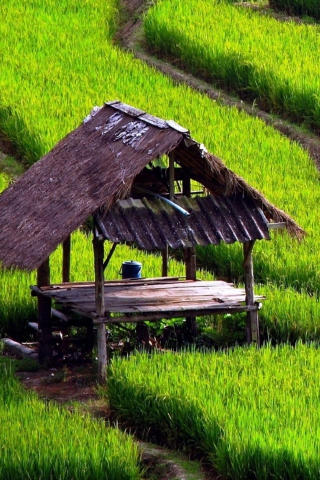 Field With House wallpaper 320x480
