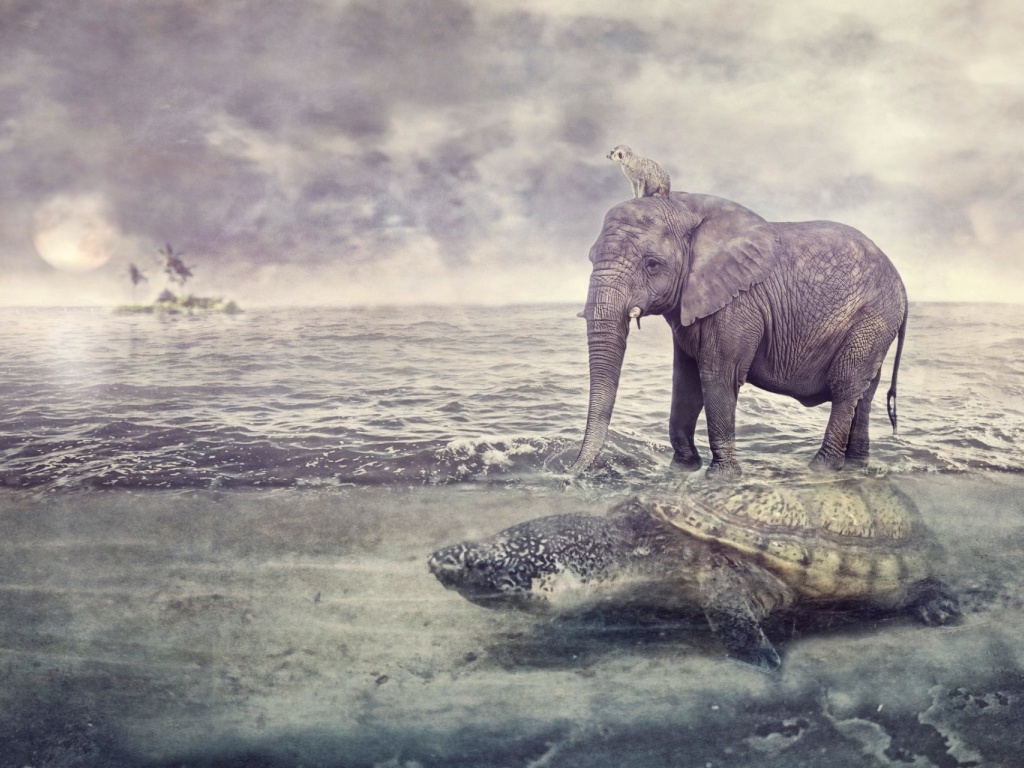 Elephant and Turtle wallpaper 1024x768