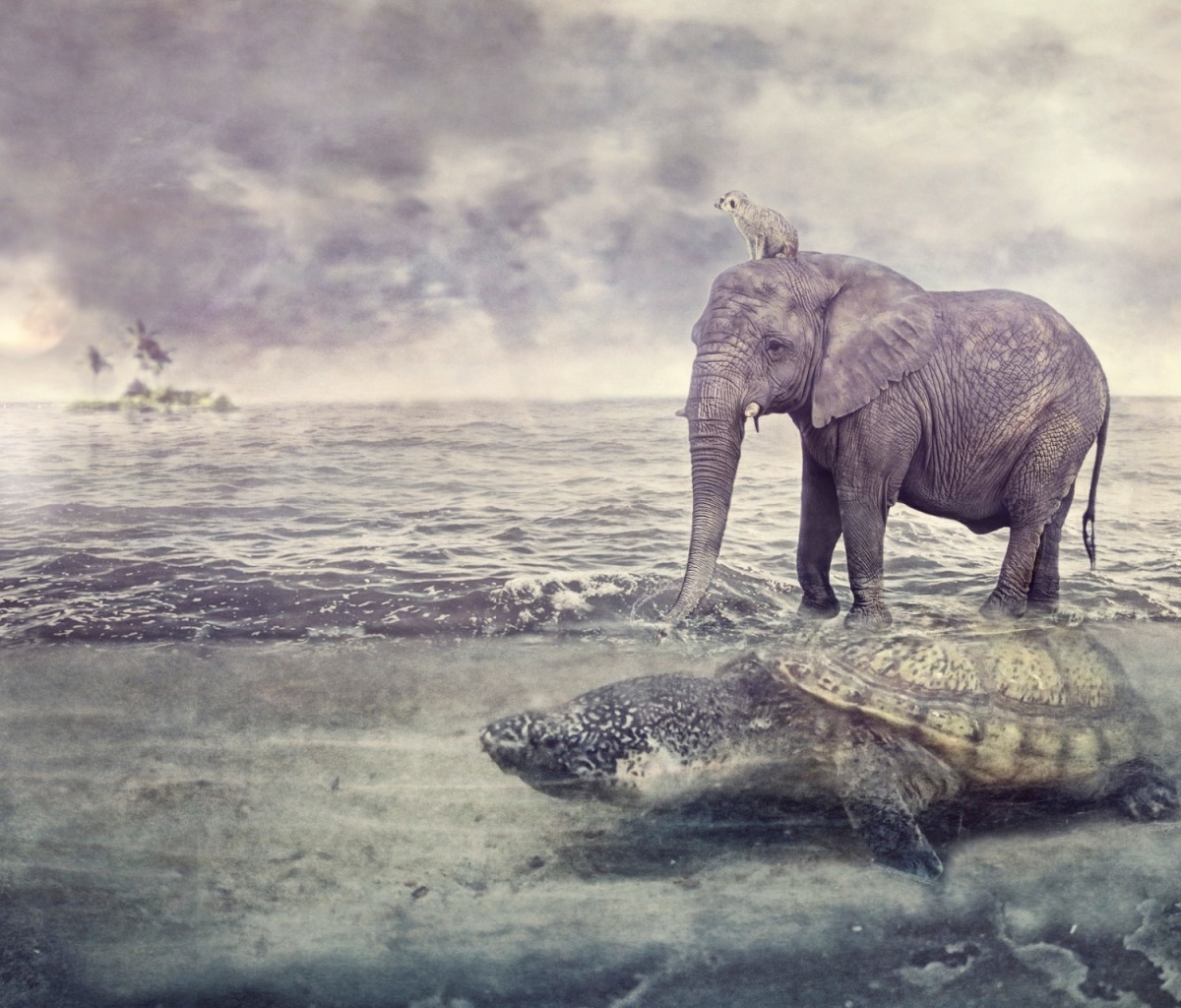 Fondo de pantalla Elephant and Turtle 1200x1024