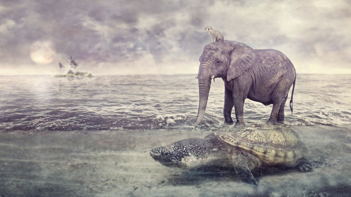 Elephant and Turtle wallpaper 1366x768