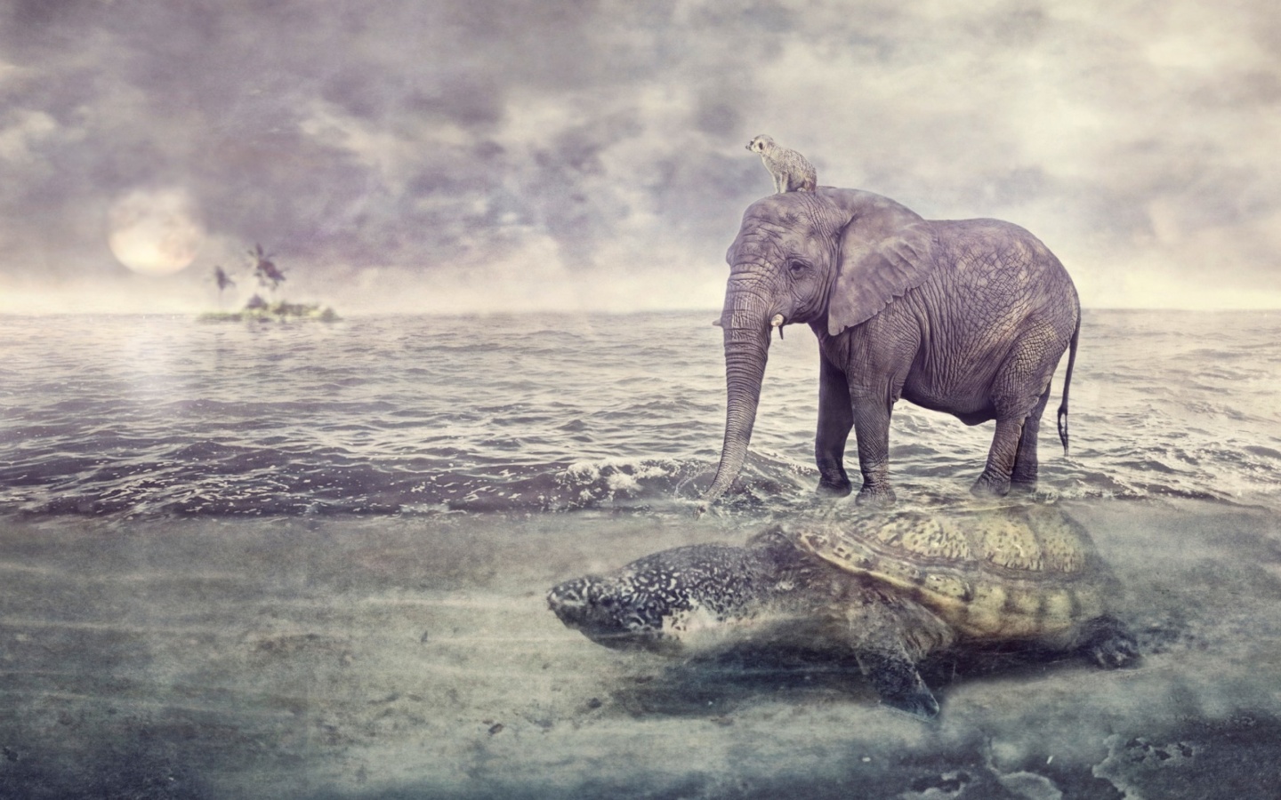 Elephant and Turtle wallpaper 1440x900