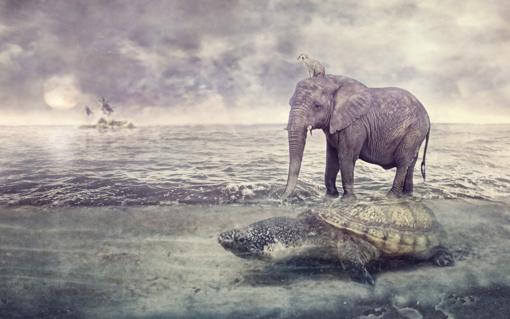 Fondo de pantalla Elephant and Turtle 1680x1050