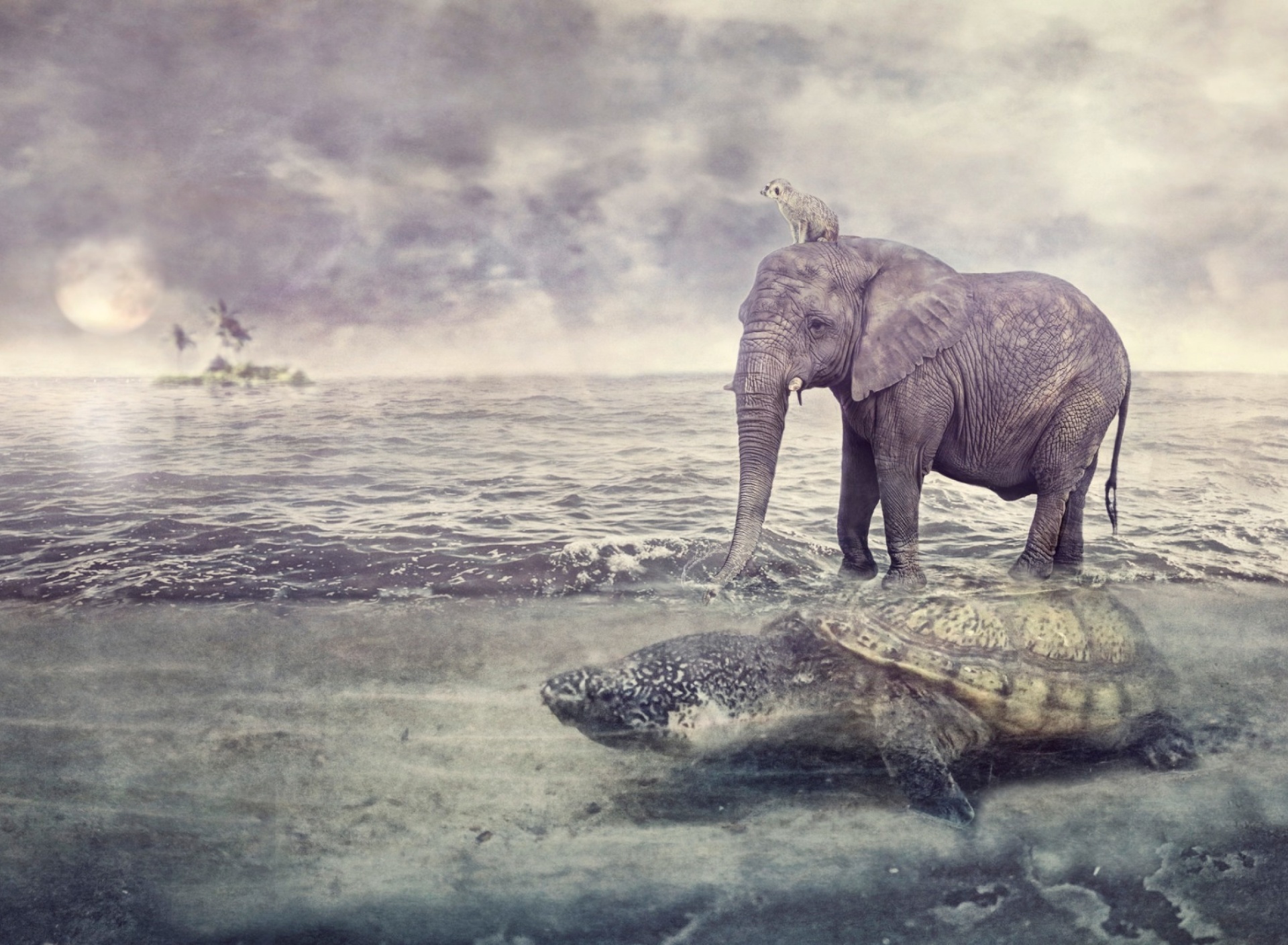 Elephant and Turtle wallpaper 1920x1408