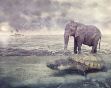 Elephant and Turtle wallpaper 220x176