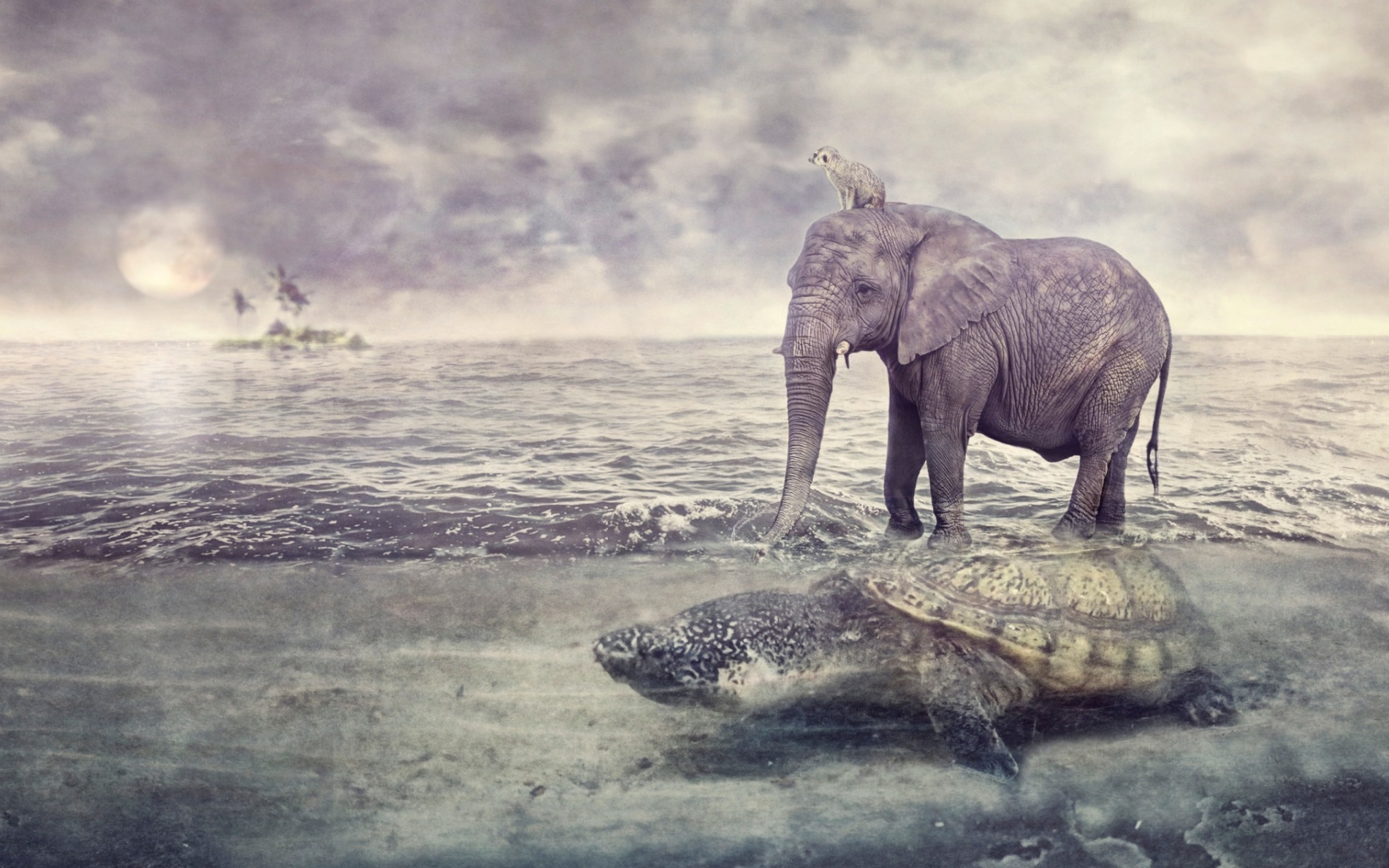 Elephant and Turtle wallpaper 2560x1600