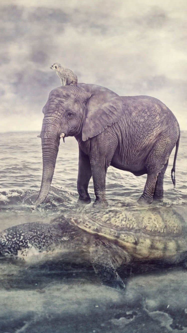 Elephant and Turtle wallpaper 750x1334